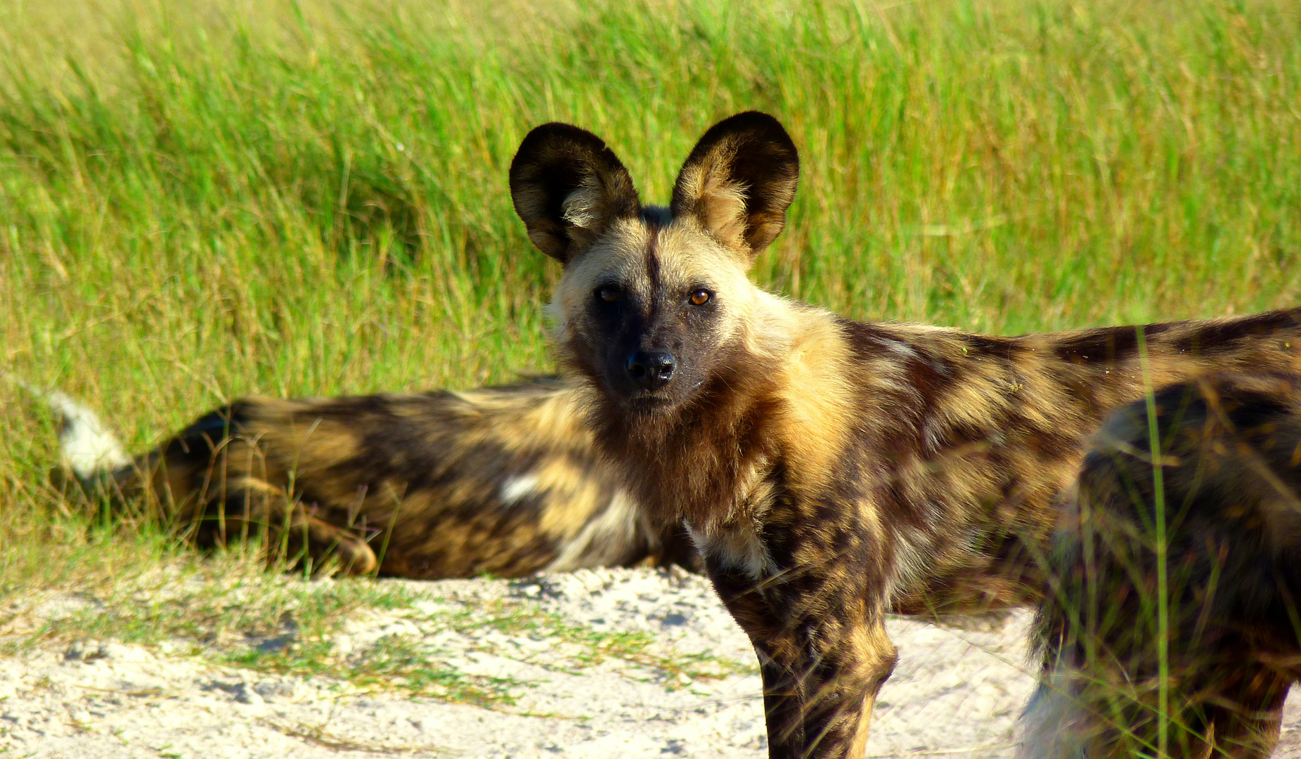 die Afrikanischen Wildhunde sind auch schon unterwegs :-)