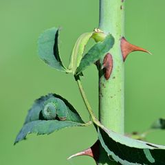 Die Afterraupe (Larve) von Allantus viennensis - echte Blattwespe -