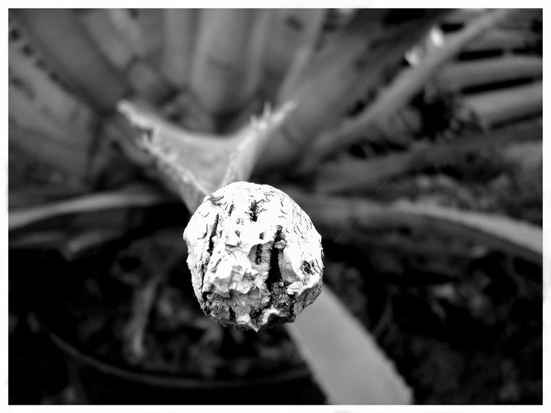 Die Agave und der Korken