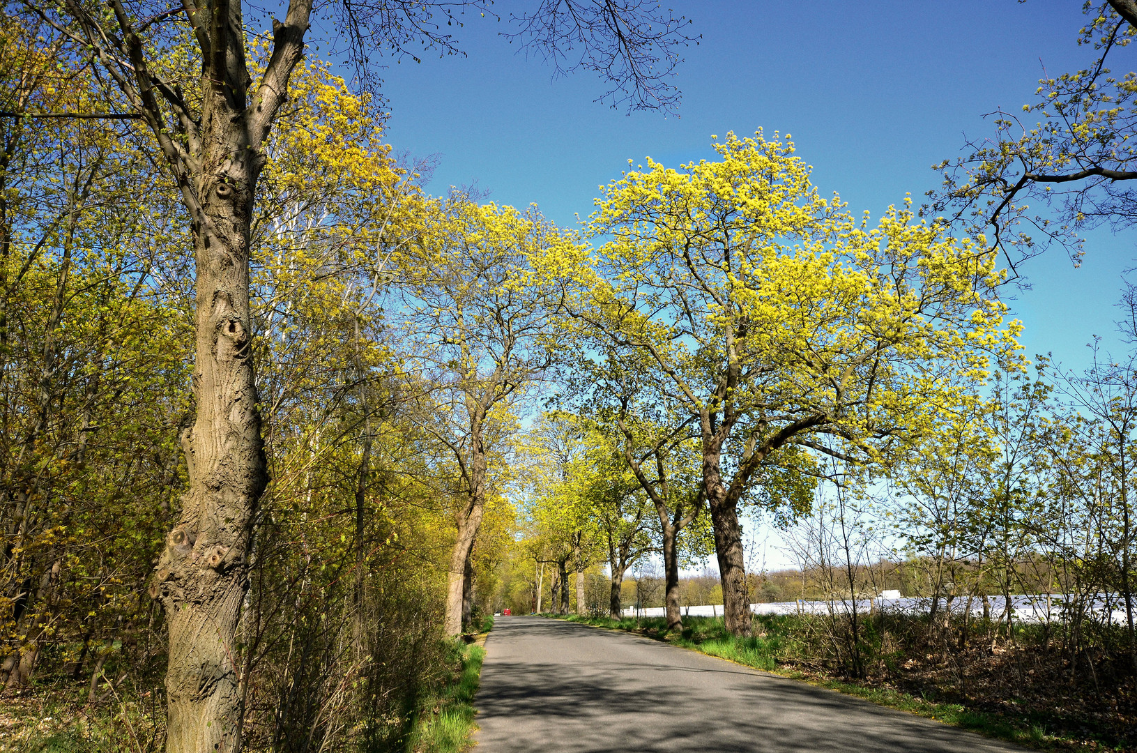 Die Ahorn-Allee....