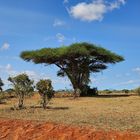 Die Akazie im Tsavo East