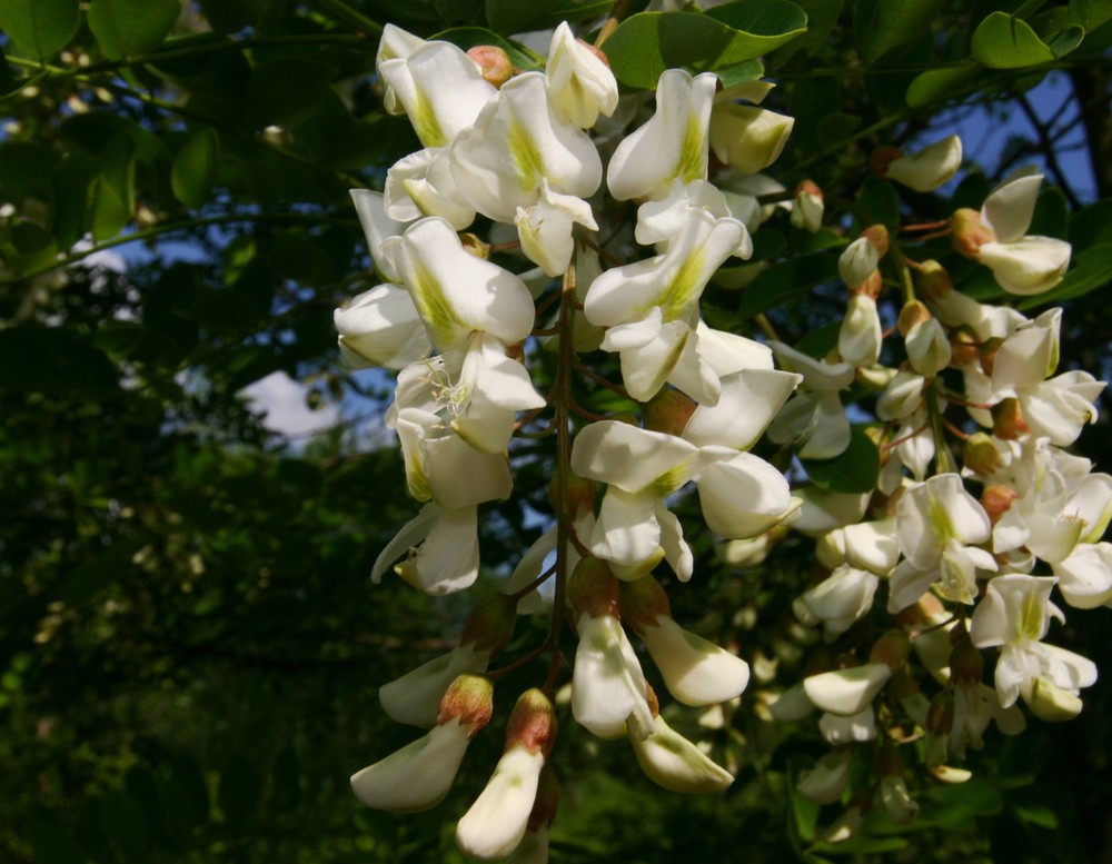 Die Akazienblüte