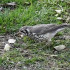 Die Akaziendrossel, ein Vogel mit auffälliger  Gesichtszeichnung.