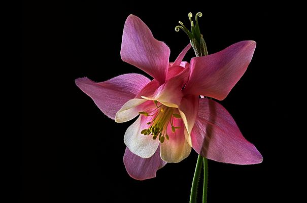 Die Akelei ist ein filigranes Meisterwerk der Natur  - ( Stacking Bild )