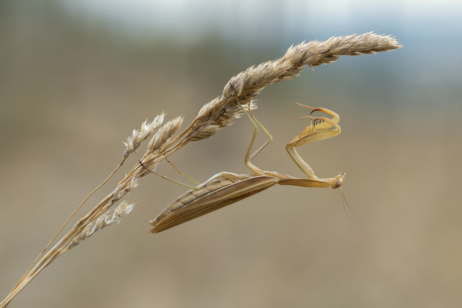 *Die Akrobatik der Mantis*