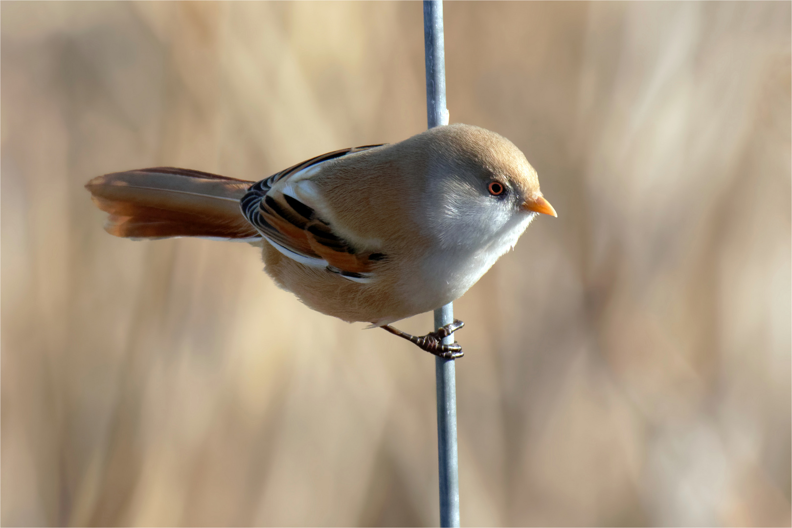 Die Akrobatin - Teil 2 , Bartmeise, weiblich - (Panurus biarmicus)