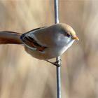 Die Akrobatin - Teil 2 , Bartmeise, weiblich - (Panurus biarmicus)