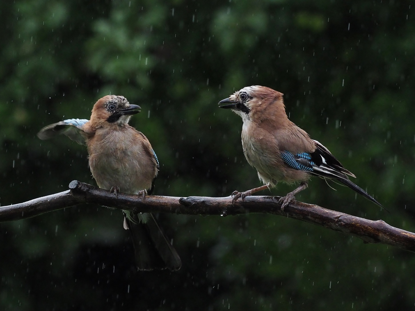 Die aktuelle Wetterlage.....