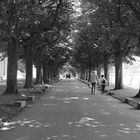 die allee