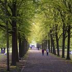 die Allee