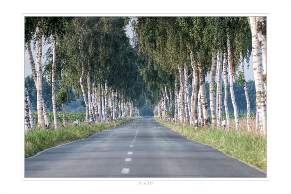 Die Allee Foto & Bild strasse, allee, birken Bilder auf