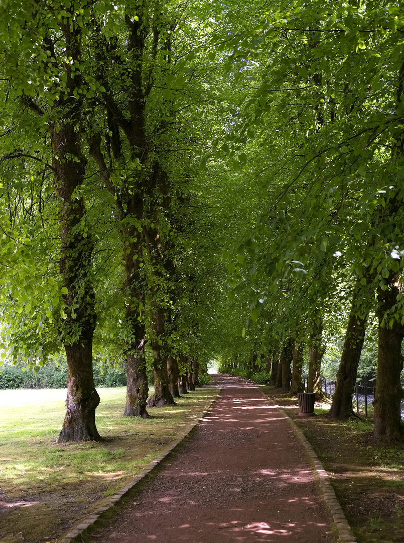 die Allee an der Agger