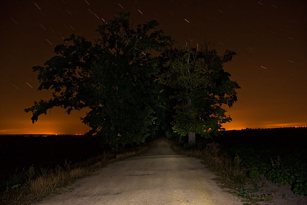 Die Allee an deren Ende sich Fuchs und Hase Gute Nacht sagen...