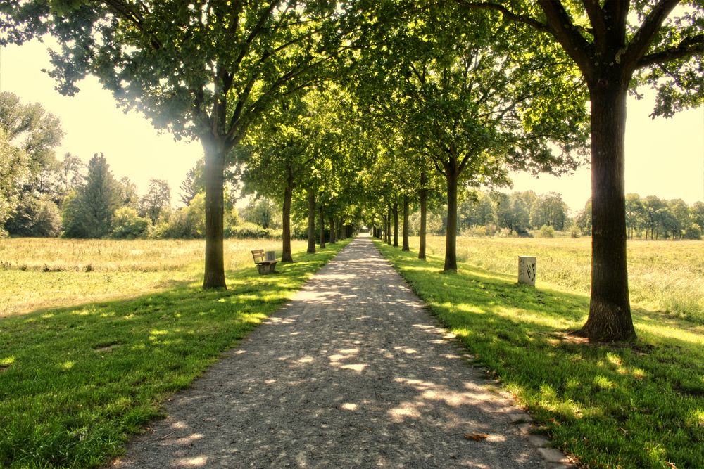 die Allee Foto & Bild deutschland, europe, nordrhein westfalen