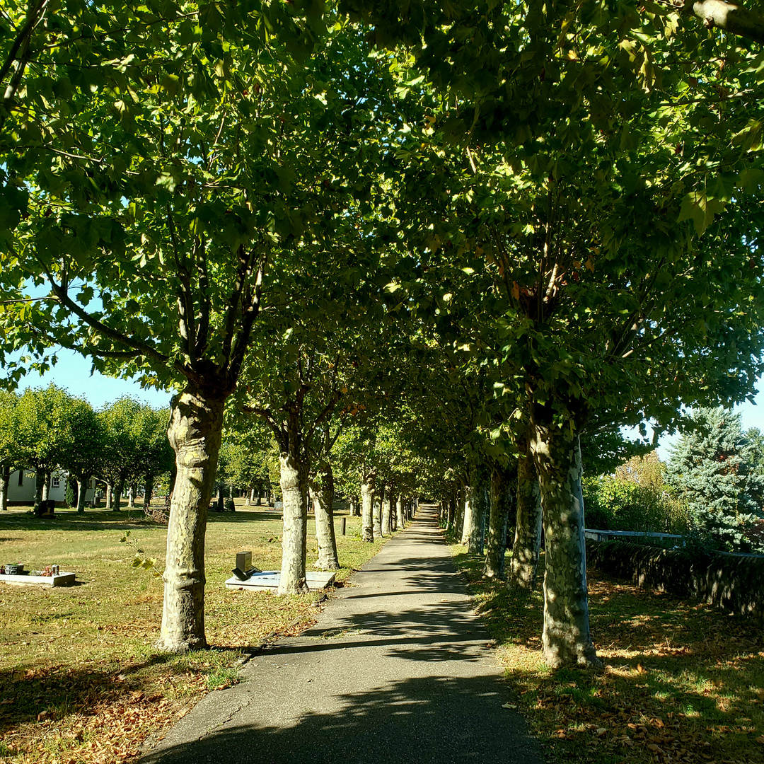 Die Allee bearbeiteten Bild