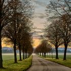 Die Allee bei Sonnenaufgang