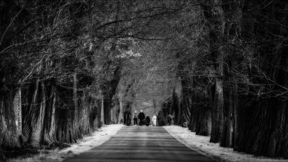 Die Allee Foto & Bild | spezial, natur, landschaft Bilder auf fotocommunity