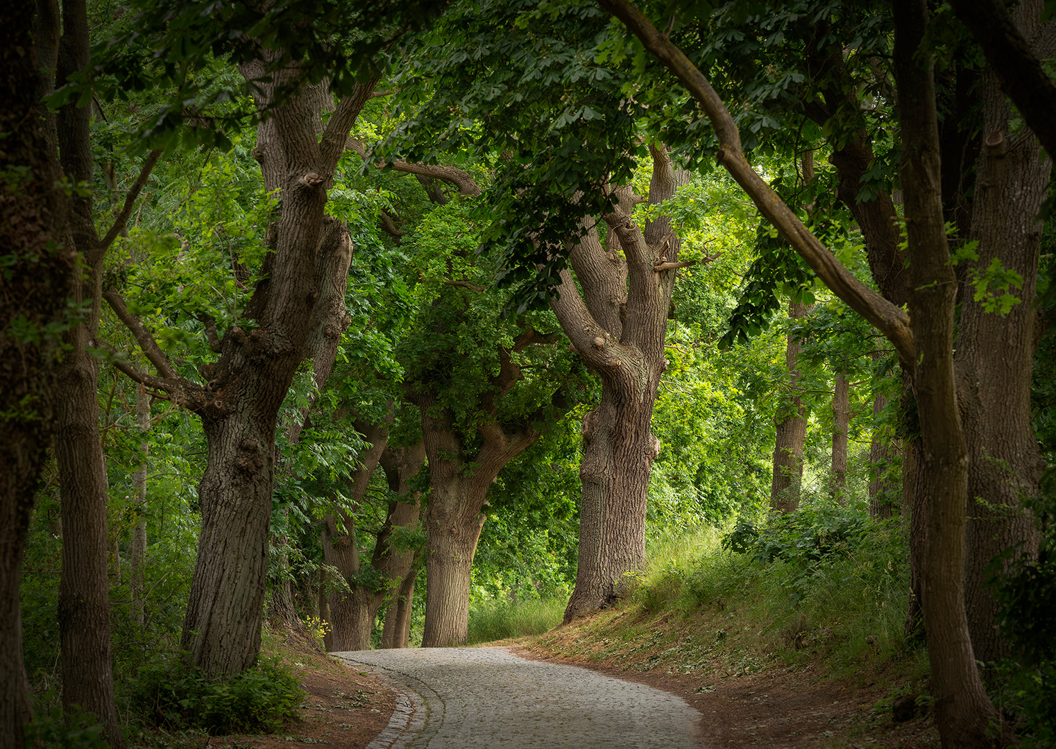 Die Allee der alten Bäume