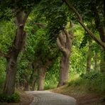 Die Allee der alten Bäume