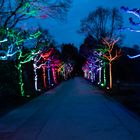 Die  Allee der bunten Bäume, zur blauen Stunde