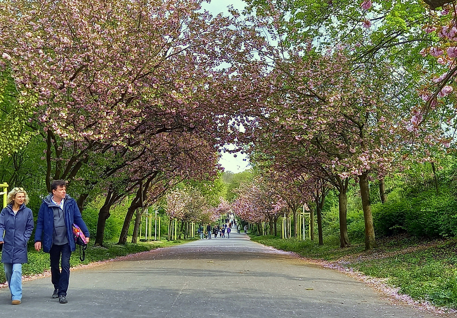 die Allee der Kirschblüten