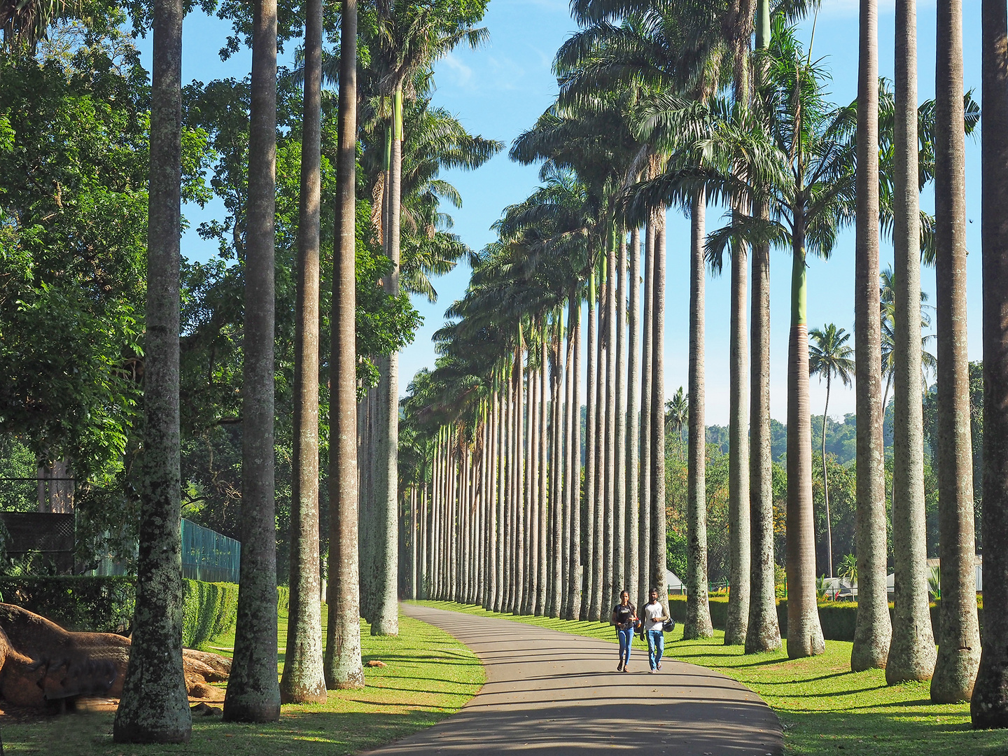 Die Allee der Koenigspalmen