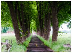 Die Allee der Linden