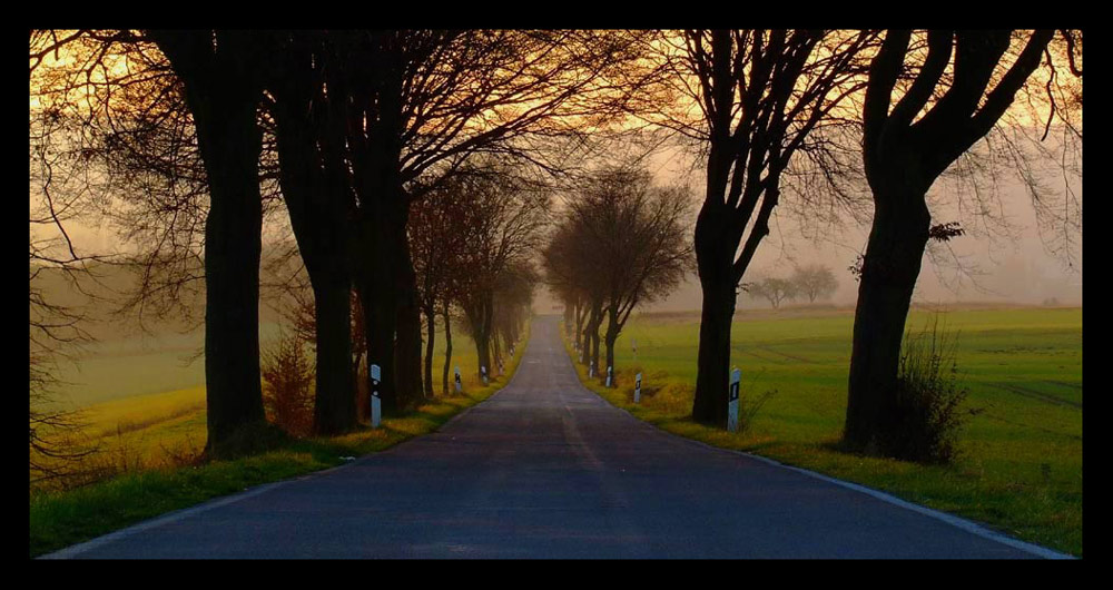 Die Allee der Raubvögel...