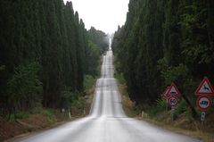 Die Allee des Grafen Bolgheri