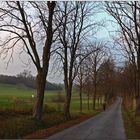 Die Allee ...