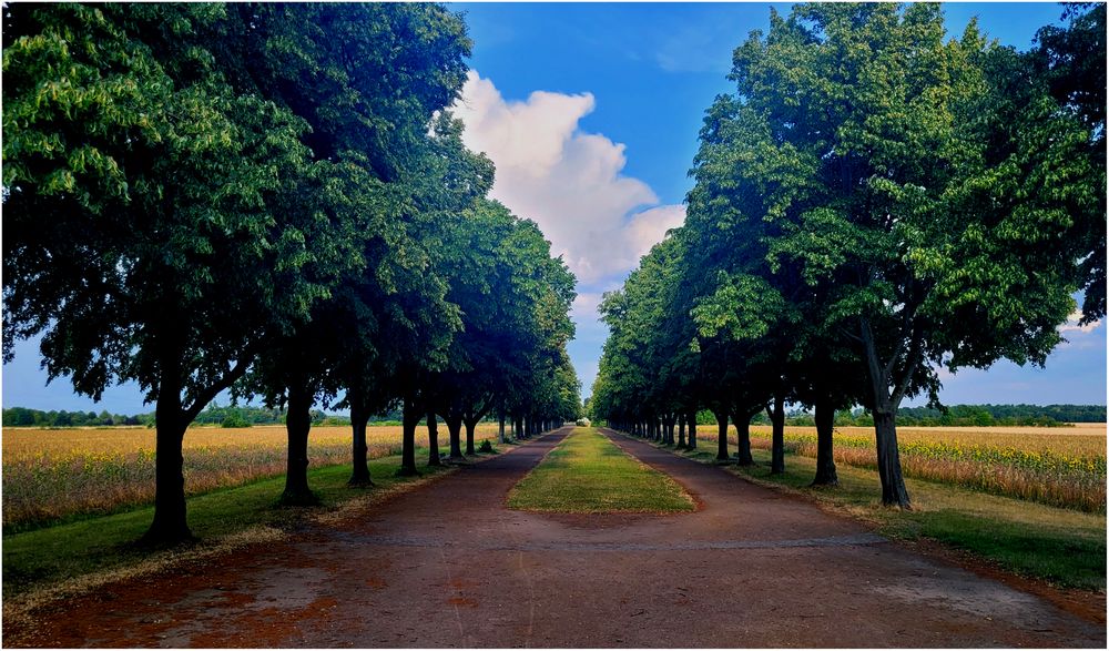 Die Allee hinter'm Park von Schloss Brühl ...