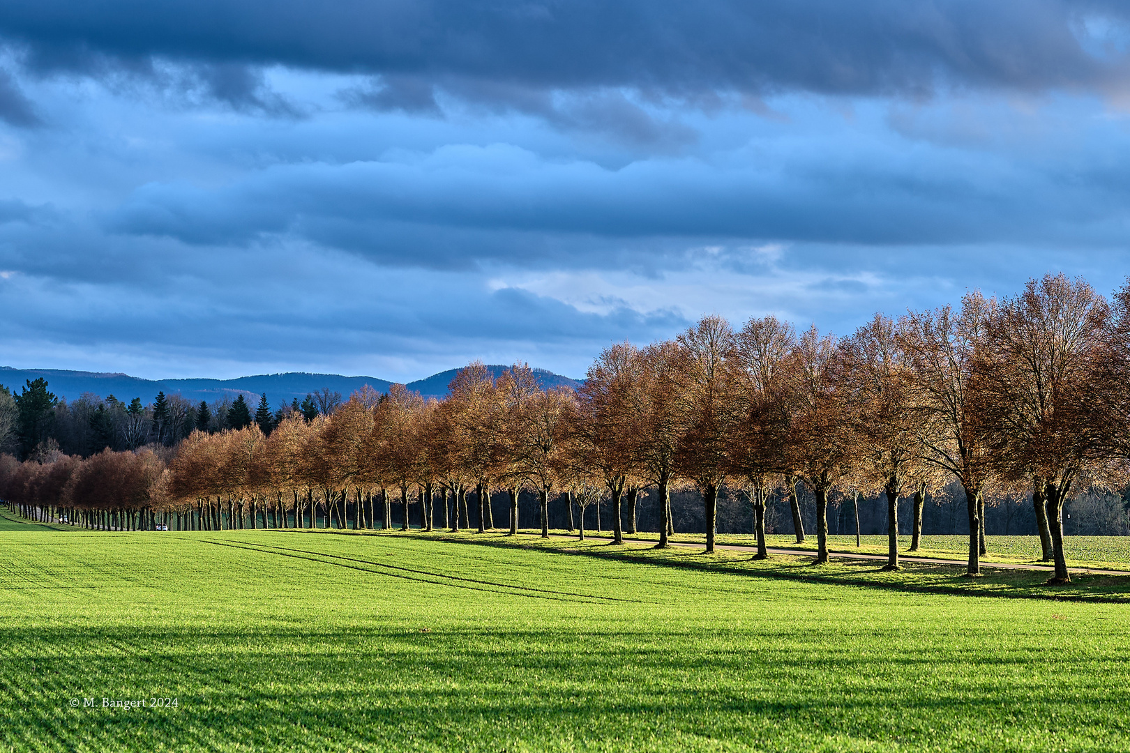 Die Allee im abendlichen Sonnenlicht