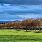 Die Allee im abendlichen Sonnenlicht