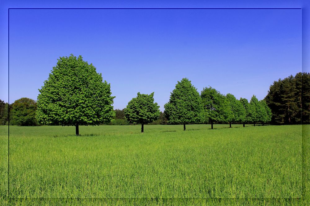 die Allee im Frühling