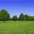 die Allee im Frühling