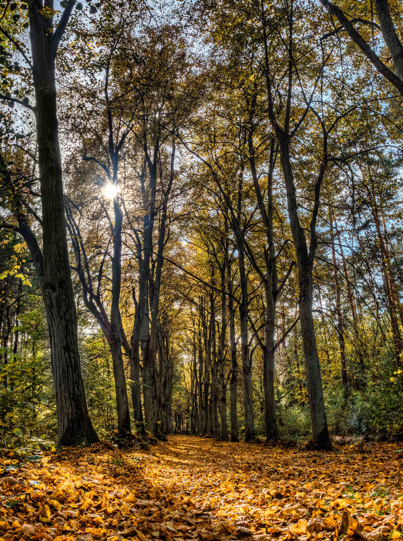 Die Allee im Herbst