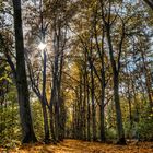 Die Allee im Herbst