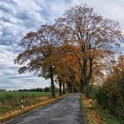 Die Allee im Herbst