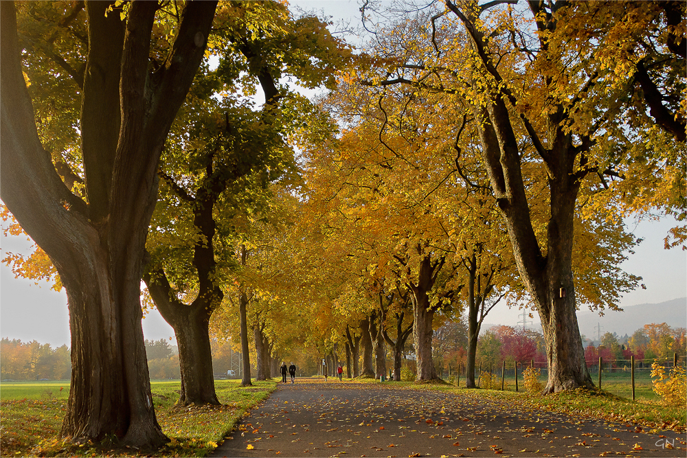 Die Allee im Rausch der Farben