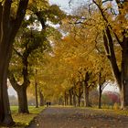 Die Allee im Rausch der Farben