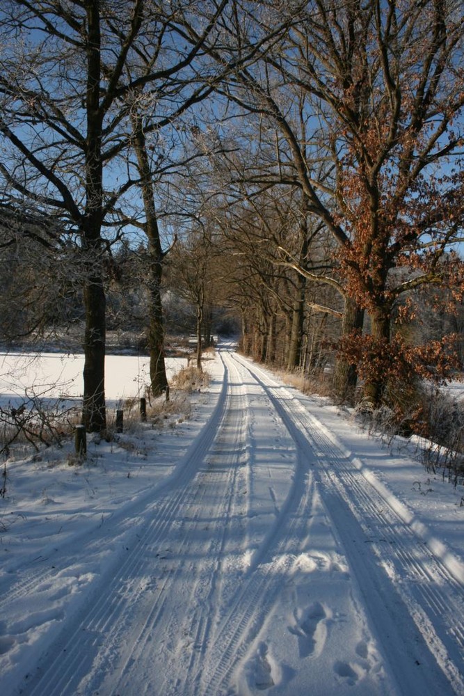 Die Allee im Schnee