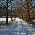 Die Allee im Schnee