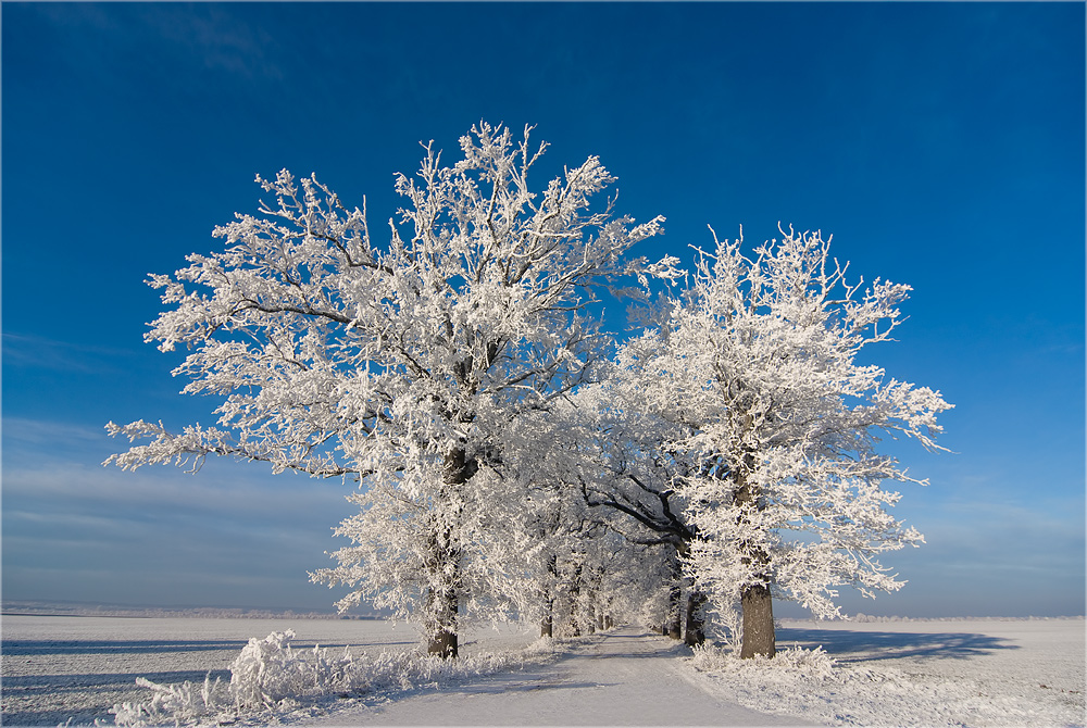 Die Allee im Winterkleid...