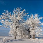 Die Allee im Winterkleid...