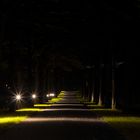 Die Allee ins Licht