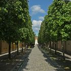 Die Allee vom Schloß Lichtenwalde