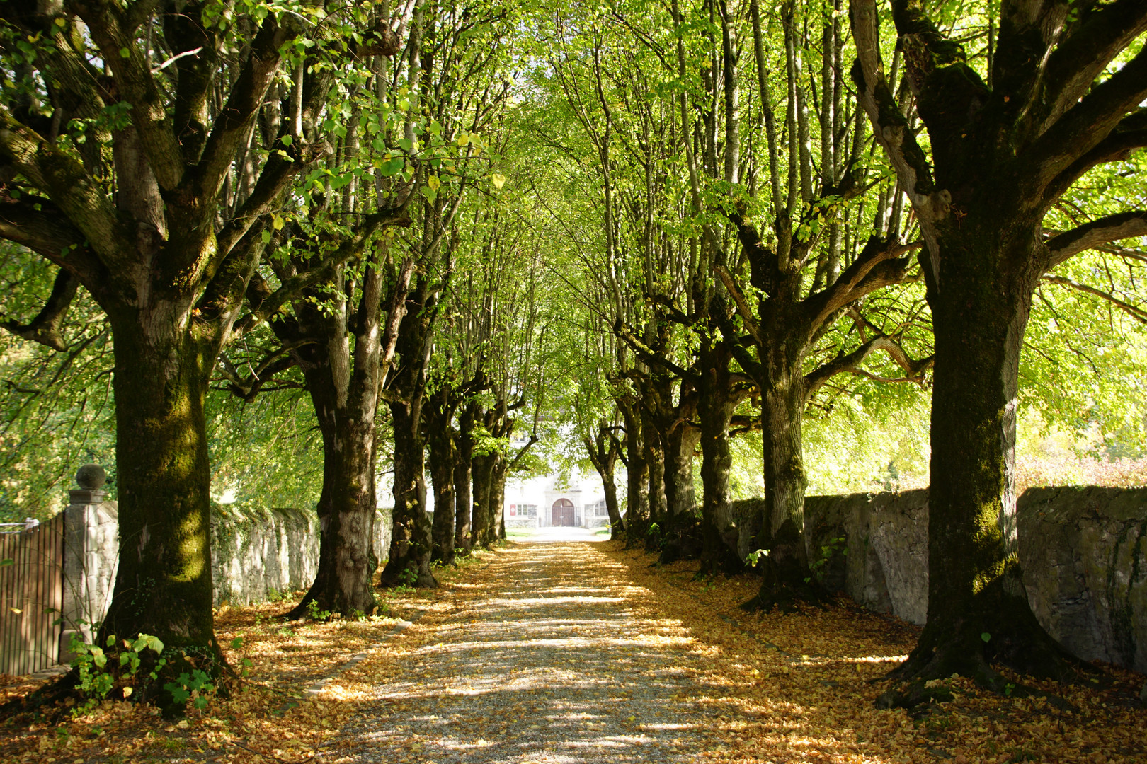 Die Allee vom Schloss Marschlins