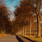 die Allee zeigt sich im braunen Gewand 