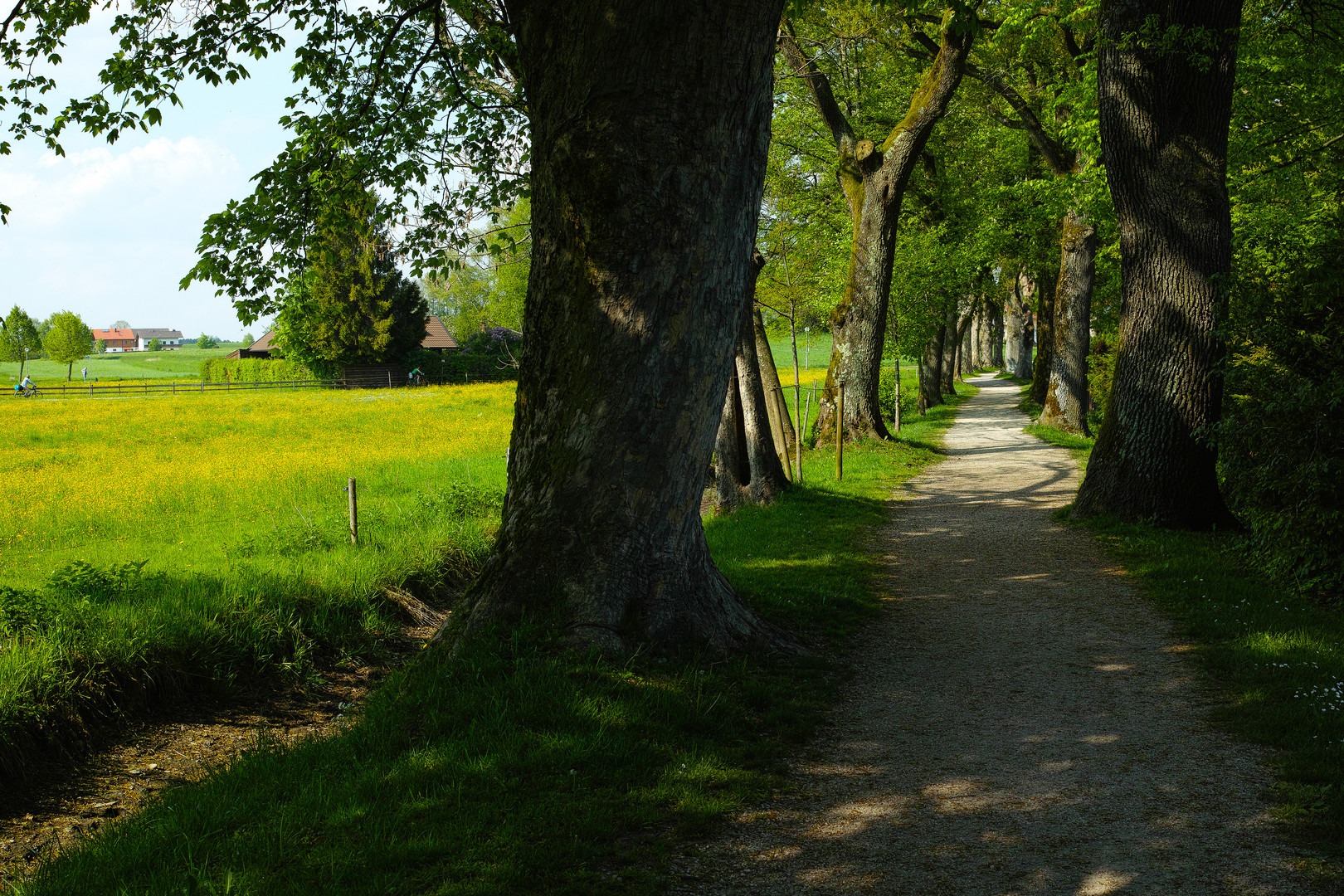 Die Allee zum Chiemsee