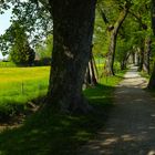 Die Allee zum Chiemsee